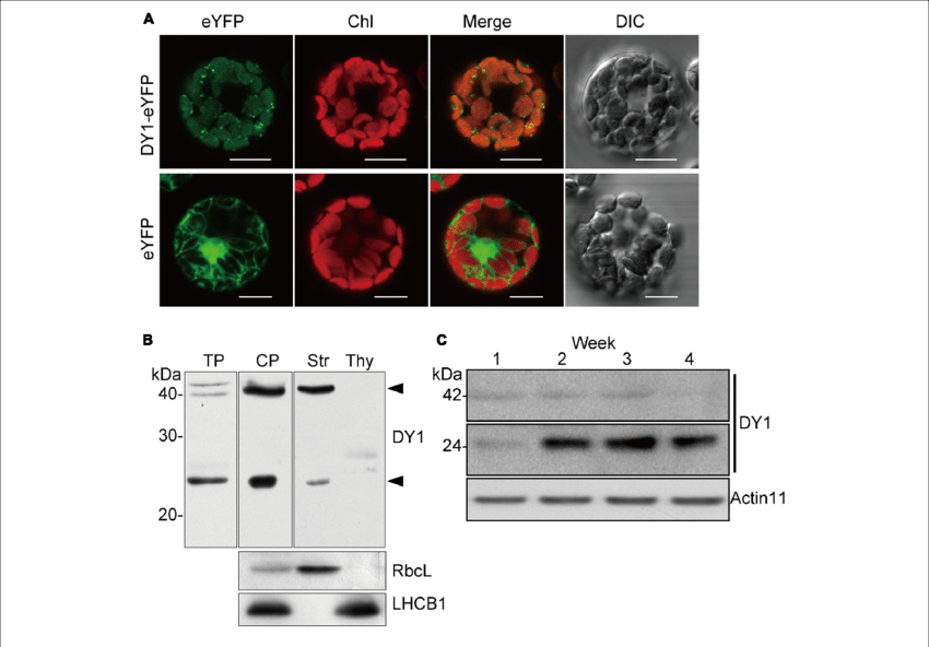 Dy1 Is A Chloroplast Stroma Protein - Stroma (850x592), Png Download