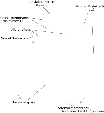 Chloroplast - Part A Bryophyte Structurelabel The Structures (432x410), Png Download