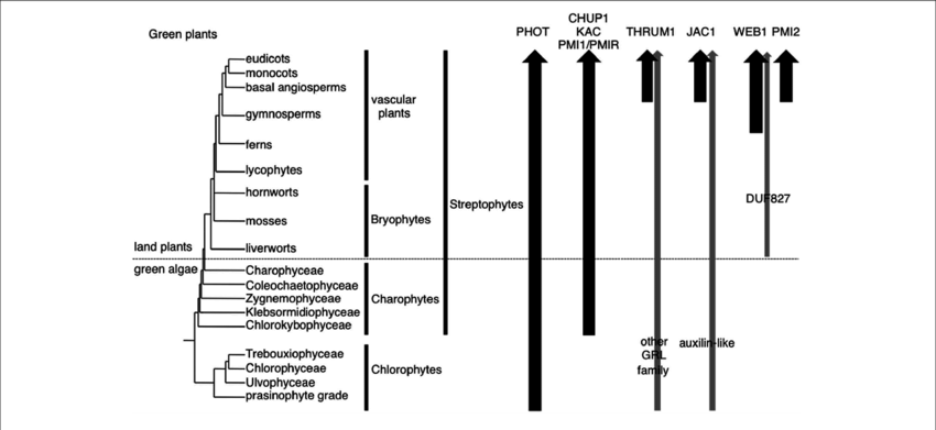 Organismal Lineages And The Presence Of Molecular Factors - Diagram (850x391), Png Download