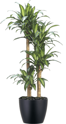 Download Low Light Interior Dracaena Corn Plant Dracena Pau D Agua Full Size Png Image Pngkit