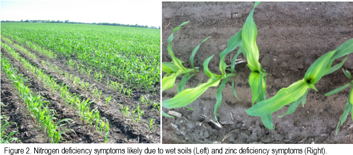 Cornseedling - Cash Crop (702x318), Png Download