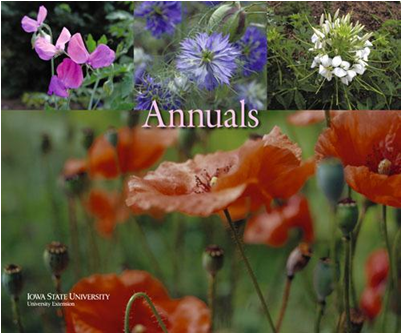 Pm - African Daisy (400x514), Png Download