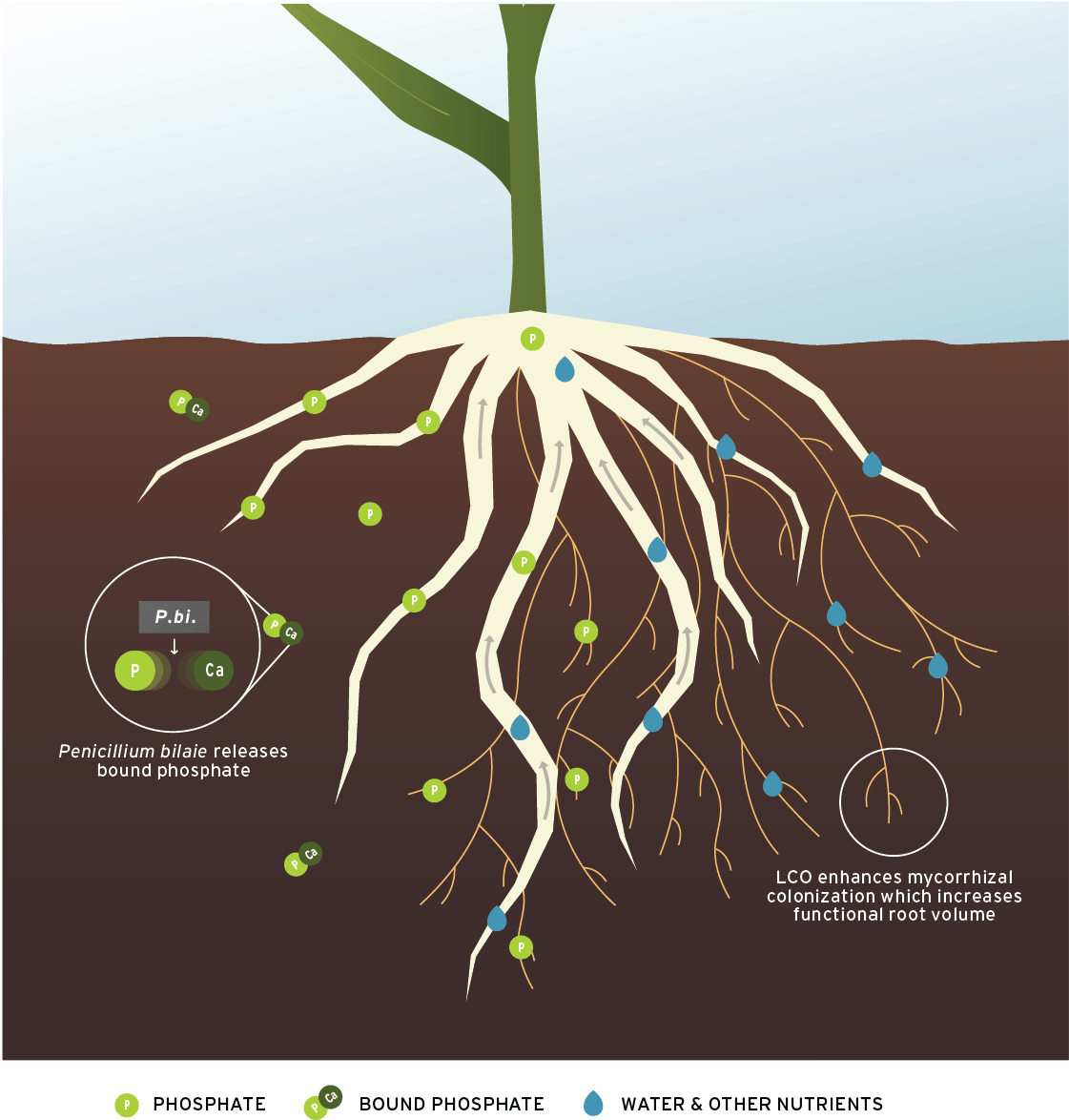 Download Acceleron® B-360 St - Acceleron Pharma - Full Size PNG Image ...