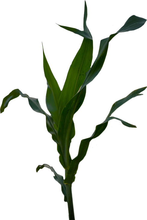 Imagine The Results - Maize (489x732), Png Download
