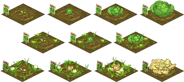 Imagecabbage Growing Stagespng - Stages Of Growing Pumpkins (600x270), Png Download