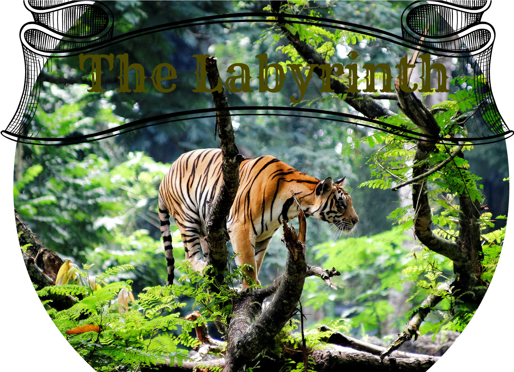 The-labyrinth - Tiger On The Tree (1920x1200), Png Download
