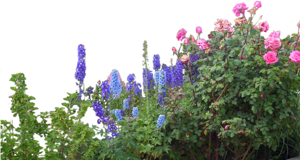 Flowers Garden - Overstock.com Monticello Black Mojave Greenhouse (8x16) (600x339), Png Download