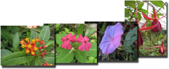 Tropical Flower Garden - Tropical Milkweed (600x303), Png Download