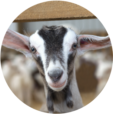 Gentle By Nature - Livestock (399x400), Png Download