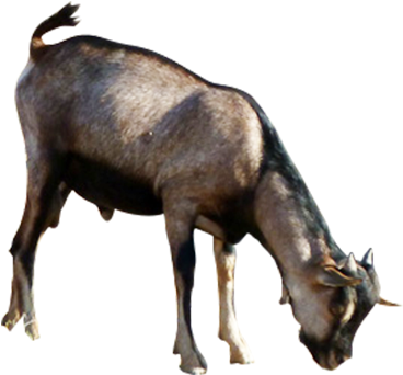 0 Goats - Kenya (400x400), Png Download