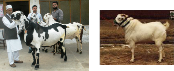 Indian Goat Png Download - Beetal Breed Of Goat (591x242), Png Download