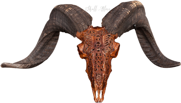 Carved Ram Skull - Skull (645x645), Png Download