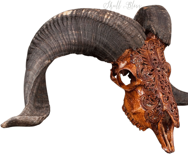 Carved Ram Skull - Skull (645x645), Png Download