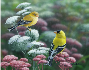 Gold & Lace American Goldfinch Limited Edition Print - American Goldfinch (450x405), Png Download