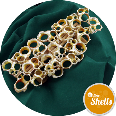 Lace Gold Turbo Stand - Online Shells (395x395), Png Download