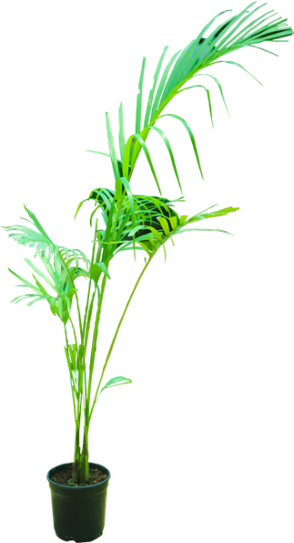 Areca Palm - Palm Trees (600x600), Png Download