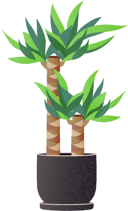 I Choose You, Lucky Bamboo - Houseplant (294x464), Png Download