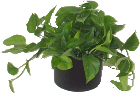 Low Light Plants - Houseplant (576x536), Png Download