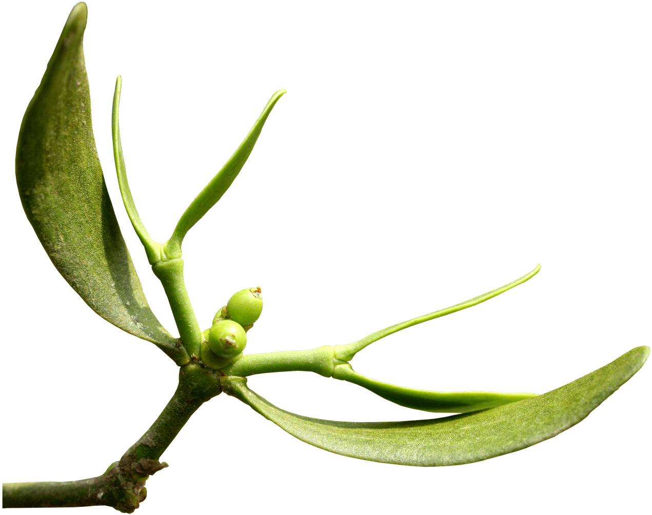 Office Hours - - Tea Plant (1500x1132), Png Download