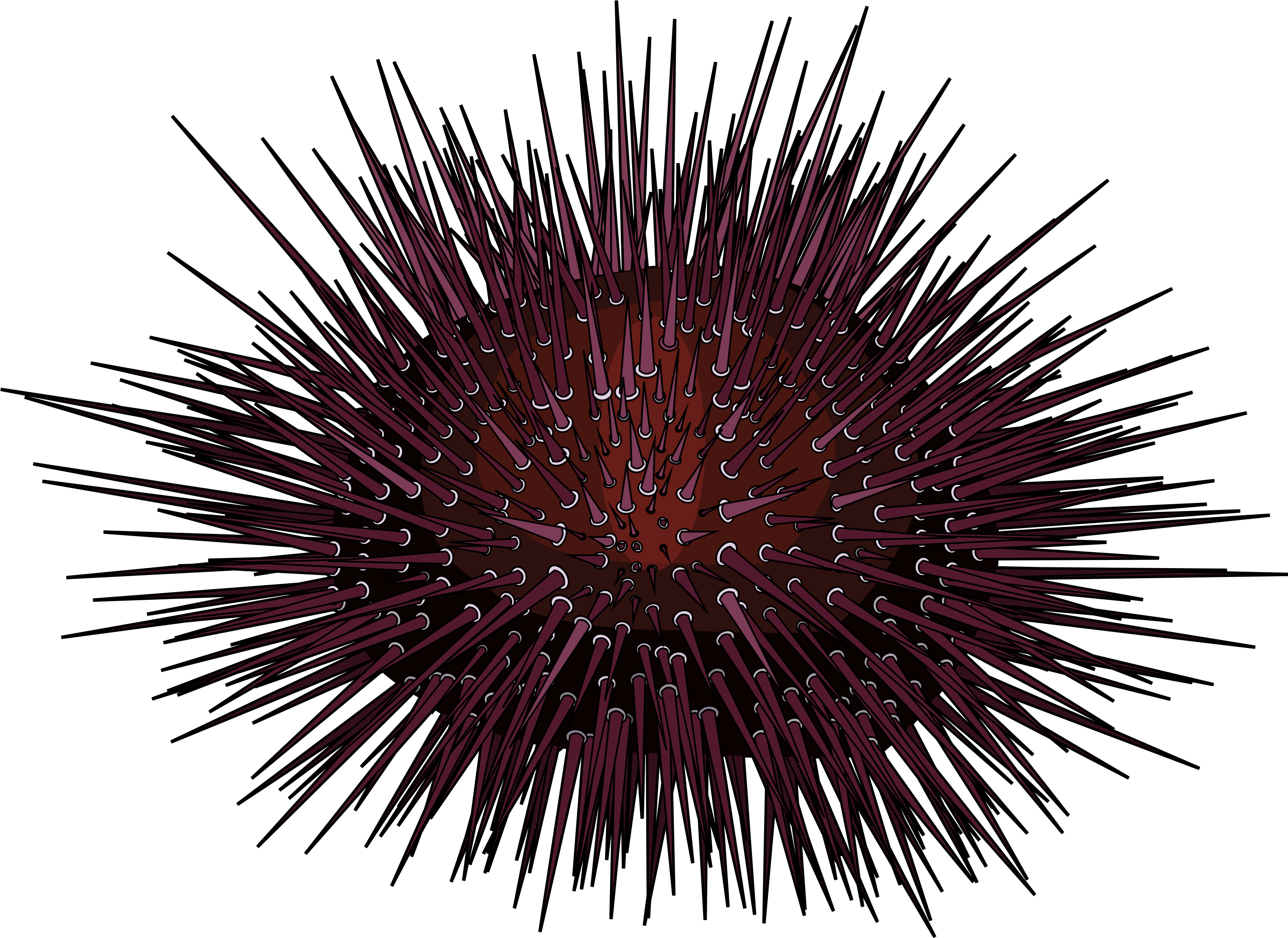 Erizo De Mar - Sea Urchin White Background (3508x2480), Png Download
