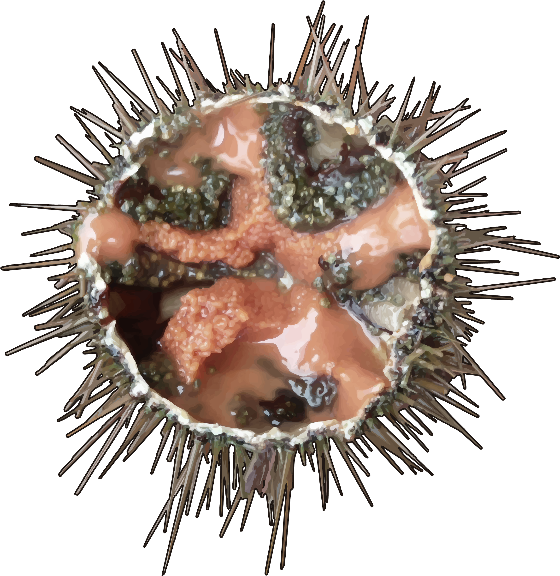 Download Erizo De Mar Sea Urchin Full Size Png Image Pngkit