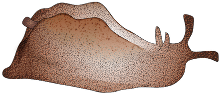 201208 Sea Hare - Elk (450x316), Png Download