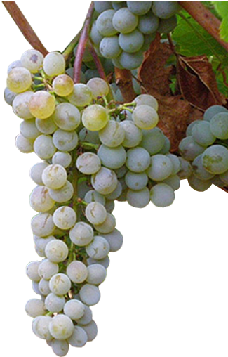 Moscatel Grano Menudo - Uvas Moscatel Png (392x597), Png Download