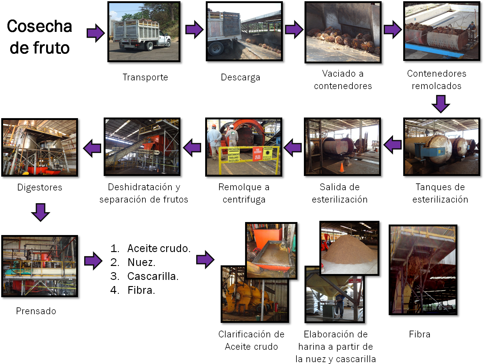 Proceso De Industrialización De La Palma Africana - Industrializacion De La Palma Aceitera (1727x1190), Png Download