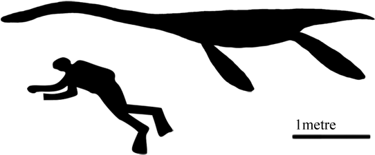 Plesioscale - Whale Next To A Human (600x313), Png Download