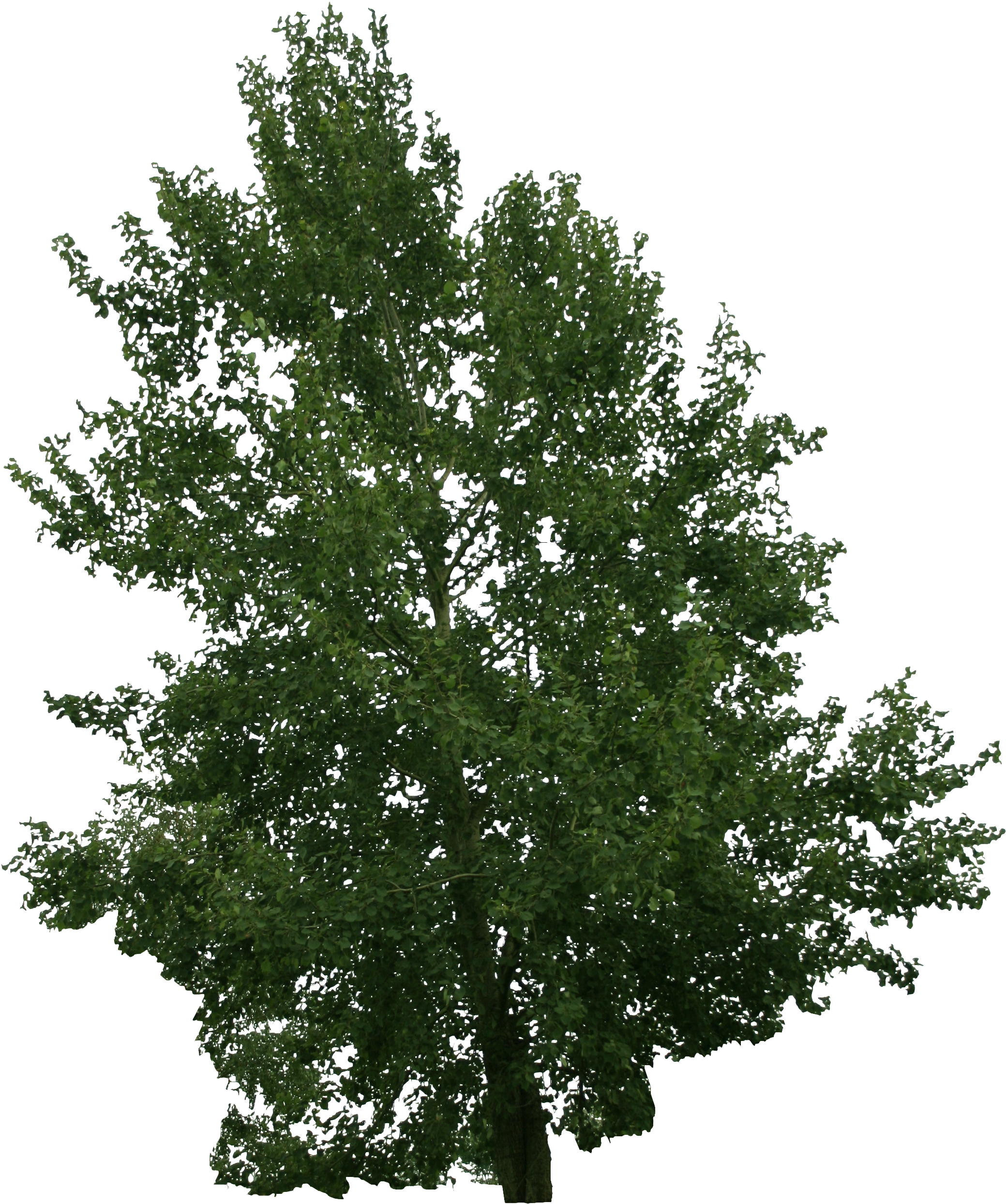2d Trees - Bollywood (2304x3456), Png Download