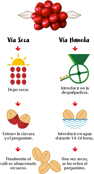 Proceso Proceso - Proceso De Cosecha Del Cafe (304x566), Png Download