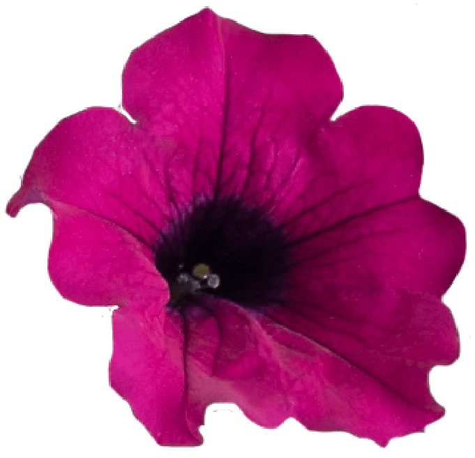 Petunia Png Transparent - Portable Network Graphics (871x1111), Png Download