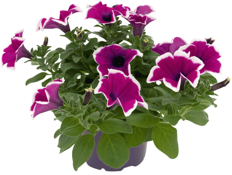 Petunia Png Picture - Surfinia Violet Picotée (871x1111), Png Download