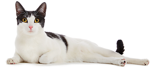Cat Png Image - Bia: Por Um Triz - Coleção Viagens Na Ficção (550x330), Png Download