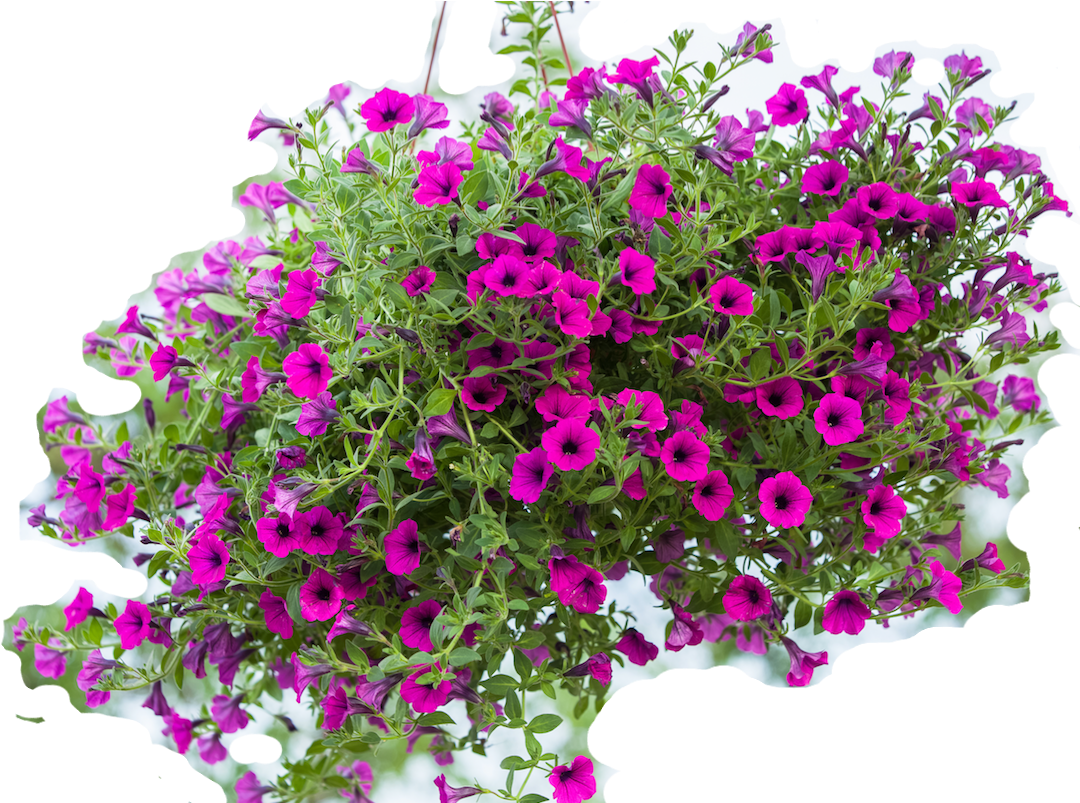 Erasing The Background - Blumen Ampeln (1129x802), Png Download
