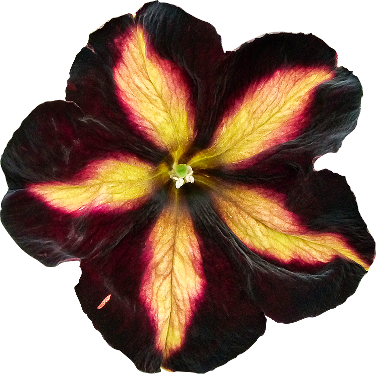 97 Fleur Detouree Pe - Fleurs Detouree (750x745), Png Download