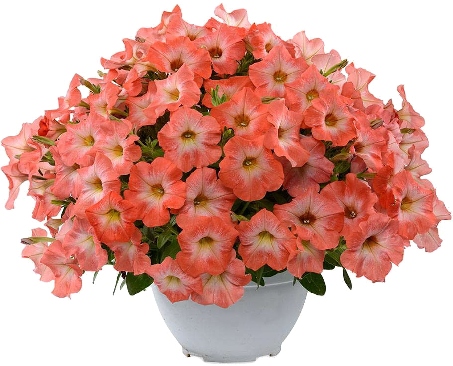 Petunia Png Transparent Image - Orange Genetically Modified Petunia (1000x794), Png Download
