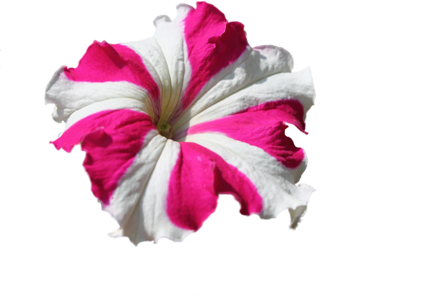 Share This Image - Petunia Flower (862x600), Png Download