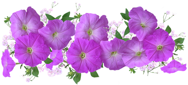 Petunias Png (623x340), Png Download