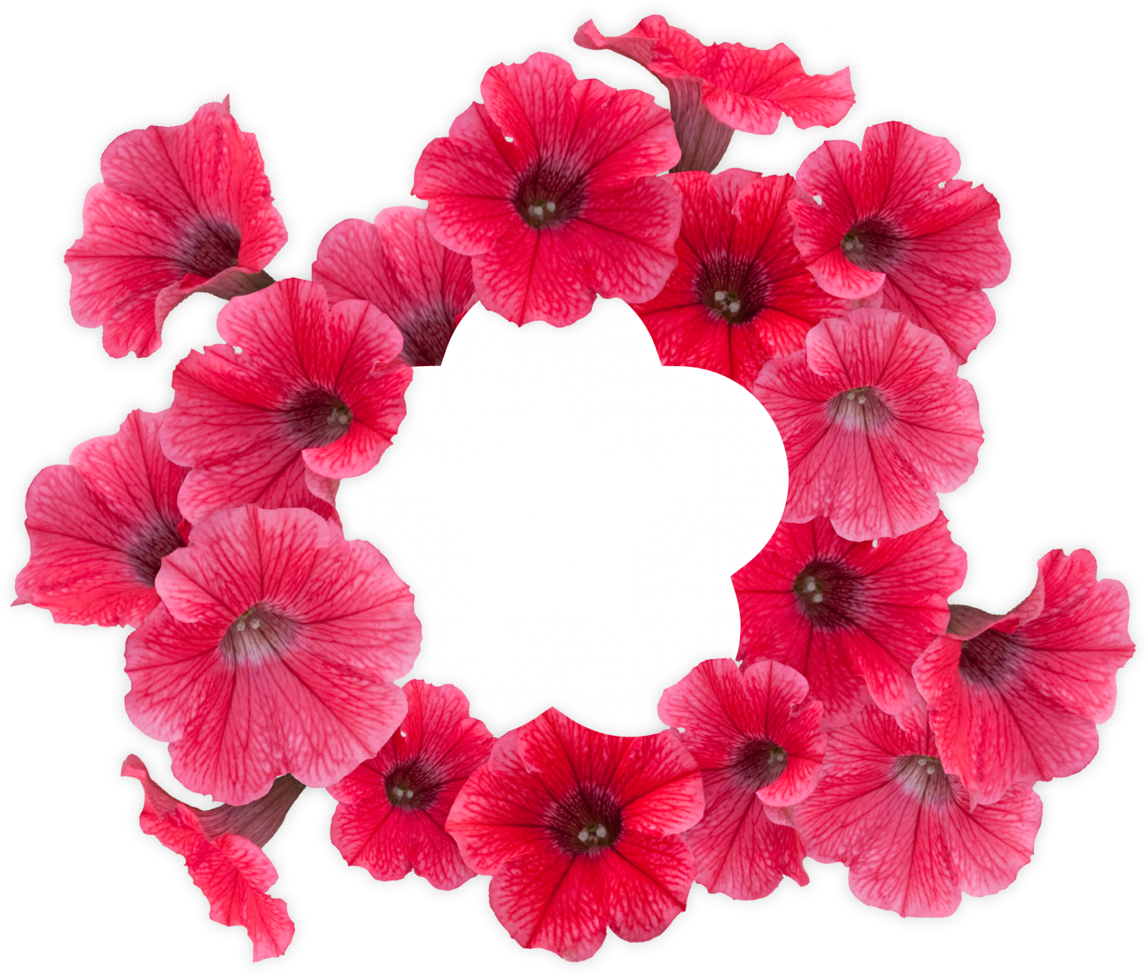 Surfinia® Trailing Red - Petunien Png (1675x2048), Png Download
