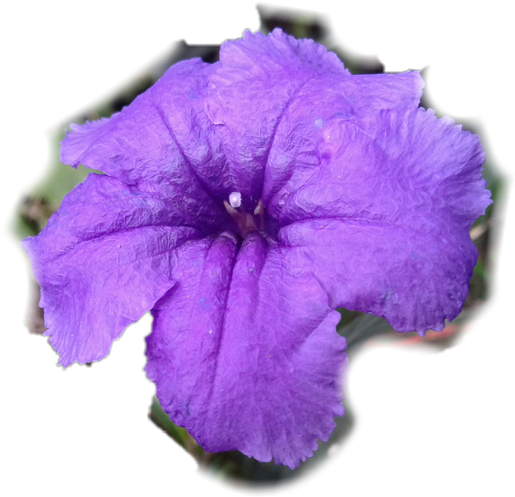 Petunia Png (1061x1024), Png Download