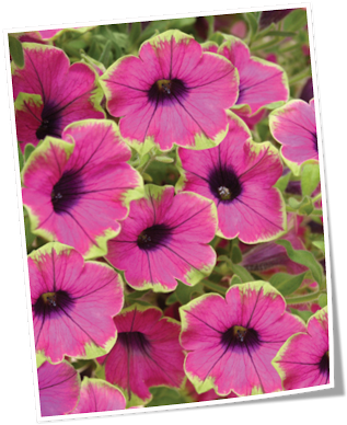2010 Plant Highlights - Pretty Much Picasso Petunia (321x400), Png Download