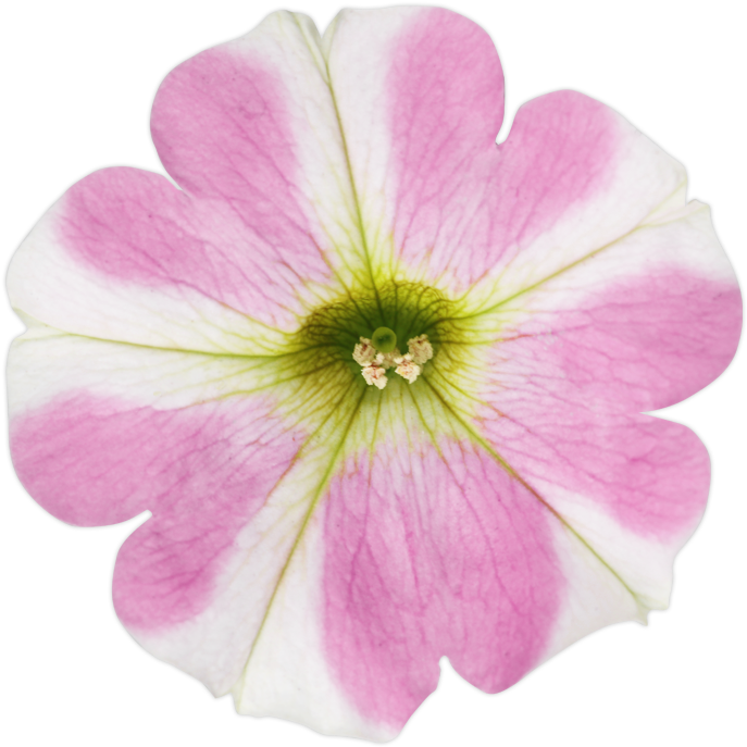 Introducing Surfinia Heartbeat - Petunia (714x714), Png Download