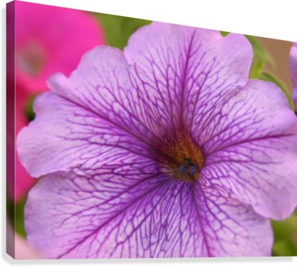 Purple Petunia Photograph Canvas Print - Petunia (429x386), Png Download