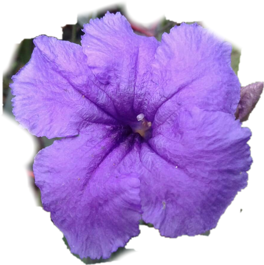 Petunia (886x888), Png Download