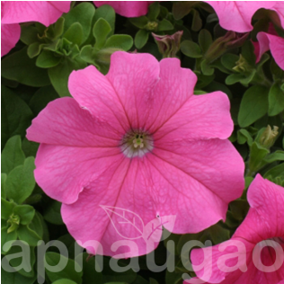 Petunia (600x315), Png Download