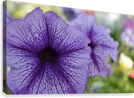 Blue Petunia Photograph Canvas Print - Petunia (429x312), Png Download