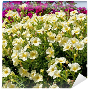 Persian Buttercup (400x400), Png Download