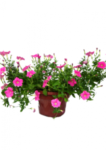 Geranium (500x500), Png Download