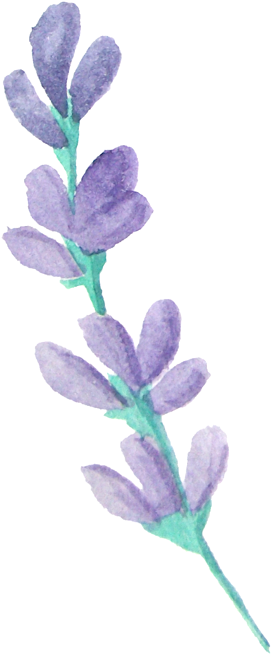 Scented Flower Branches Transparent Decorative - Portable Network Graphics (1024x2265), Png Download